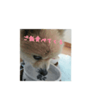 ポメラニアンポーコ（個別スタンプ：3）