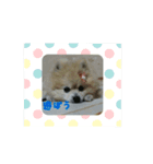 ポメラニアンポーコ（個別スタンプ：4）
