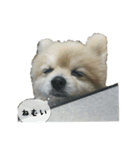 ポメラニアンポーコ（個別スタンプ：7）