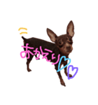 ミニピン♡♡（個別スタンプ：3）