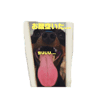 ミニピン♡♡（個別スタンプ：5）