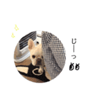 フレブルきなこのスタンプ（個別スタンプ：36）