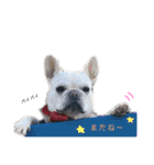 フレブルきなこのスタンプ（個別スタンプ：39）