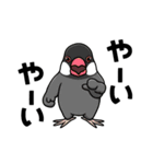 Birds,Birds,Birds #1（個別スタンプ：31）