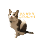 保護猫ビスコbyオハナビーズ（個別スタンプ：1）