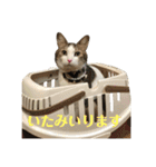保護猫ビスコbyオハナビーズ（個別スタンプ：2）