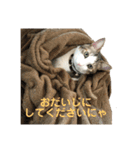保護猫ビスコbyオハナビーズ（個別スタンプ：3）