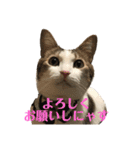 保護猫ビスコbyオハナビーズ（個別スタンプ：4）