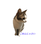 保護猫ビスコbyオハナビーズ（個別スタンプ：5）