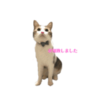 保護猫ビスコbyオハナビーズ（個別スタンプ：6）