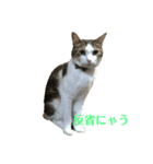 保護猫ビスコbyオハナビーズ（個別スタンプ：7）
