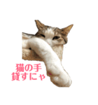 保護猫ビスコbyオハナビーズ（個別スタンプ：8）