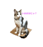保護猫ビスコbyオハナビーズ（個別スタンプ：9）