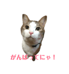 保護猫ビスコbyオハナビーズ（個別スタンプ：10）