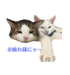 保護猫ビスコbyオハナビーズ（個別スタンプ：11）