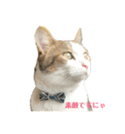 保護猫ビスコbyオハナビーズ（個別スタンプ：12）
