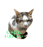 保護猫ビスコbyオハナビーズ（個別スタンプ：13）