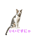 保護猫ビスコbyオハナビーズ（個別スタンプ：14）