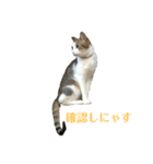 保護猫ビスコbyオハナビーズ（個別スタンプ：15）