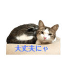 保護猫ビスコbyオハナビーズ（個別スタンプ：16）