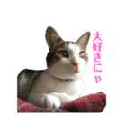 保護猫ビスコbyオハナビーズ（個別スタンプ：17）