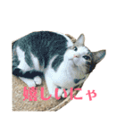 保護猫ビスコbyオハナビーズ（個別スタンプ：18）