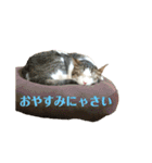 保護猫ビスコbyオハナビーズ（個別スタンプ：19）
