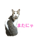 保護猫ビスコbyオハナビーズ（個別スタンプ：20）