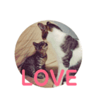 保護猫ビスコbyオハナビーズ（個別スタンプ：21）