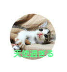 保護猫ビスコbyオハナビーズ（個別スタンプ：22）