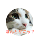 保護猫ビスコbyオハナビーズ（個別スタンプ：23）