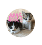保護猫ビスコbyオハナビーズ（個別スタンプ：24）