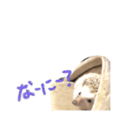 ハリーズ▷▶︎▷日常②（個別スタンプ：4）