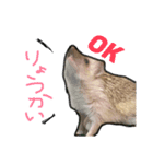ハリーズ▷▶︎▷日常②（個別スタンプ：6）