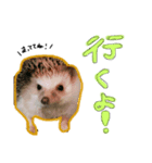 ハリーズ▷▶︎▷日常②（個別スタンプ：8）
