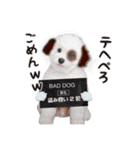 こぶた＆おーじ20180219（個別スタンプ：7）