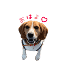 こたろうとかずき（個別スタンプ：2）