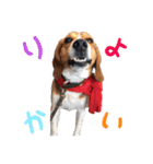 こたろうとかずき（個別スタンプ：11）