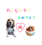 こたろうとかずき（個別スタンプ：14）