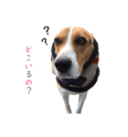 こたろうとかずき（個別スタンプ：27）