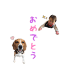 こたろうとかずき（個別スタンプ：31）