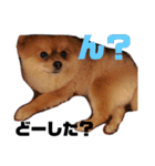 デカポメぽん太⑥（個別スタンプ：1）