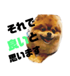 デカポメぽん太⑥（個別スタンプ：3）
