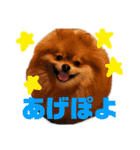 デカポメぽん太⑥（個別スタンプ：7）