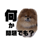 デカポメぽん太⑥（個別スタンプ：10）