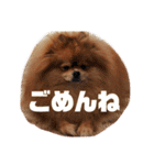 デカポメぽん太⑥（個別スタンプ：20）