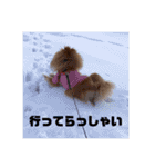 デカポメぽん太⑥（個別スタンプ：23）