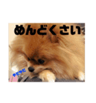 デカポメぽん太⑥（個別スタンプ：24）