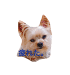 日常的わんこ（個別スタンプ：1）