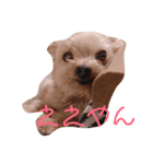 日常的わんこ（個別スタンプ：5）